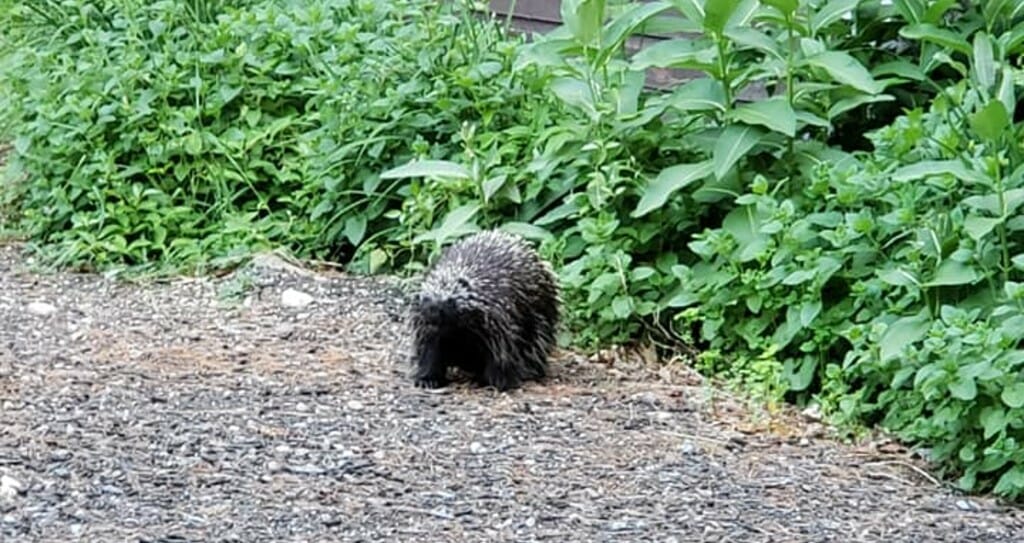 porcupine