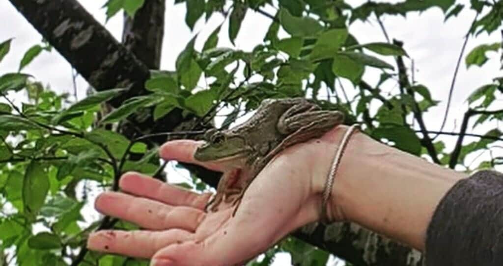 hand holding frog